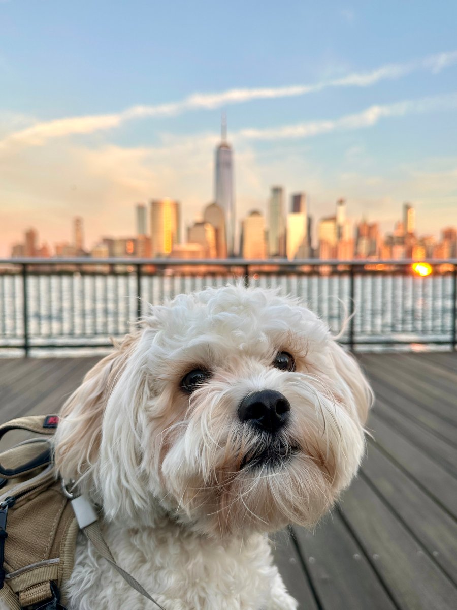 Koko, a fluffy white dog, with the New York City skyline at sunset.